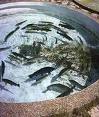 La mitad del pescado que se consume en el mundo proviene de piscifactoría