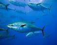 La UE rechaza prohibir el comercio del atún rojo